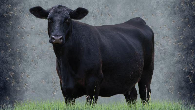 Cattle with flies swarming.